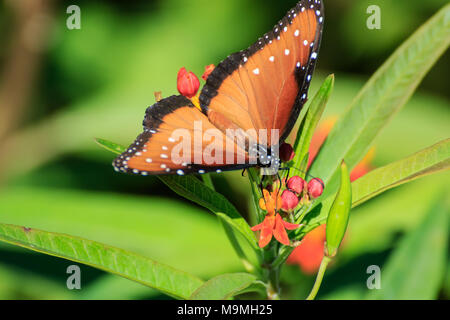 Eine Königin Schmetterling (Danaus gilippus) Fütterung auf Schmetterling Unkraut in einem Garten im Hinterhof Stockfoto