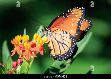 Eine Königin Schmetterling (Danaus gilippus) Fütterung auf Schmetterling Unkraut in einem Garten im Hinterhof Stockfoto