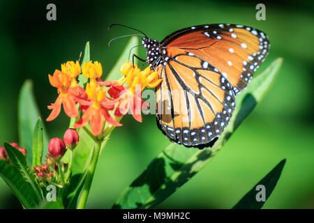 Eine Königin Schmetterling (Danaus gilippus) Fütterung auf Schmetterling Unkraut in einem Garten im Hinterhof Stockfoto