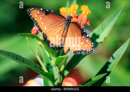 Eine Königin Schmetterling (Danaus gilippus) Fütterung auf Schmetterling Unkraut in einem Garten im Hinterhof Stockfoto