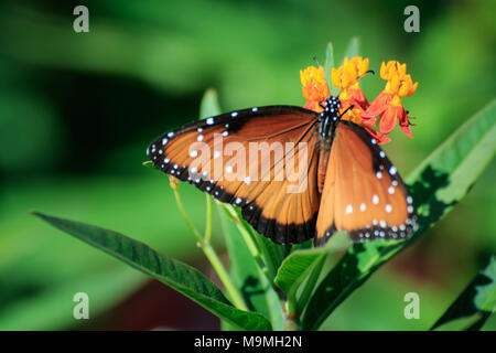 Eine Königin Schmetterling (Danaus gilippus) Fütterung auf Schmetterling Unkraut in einem Garten im Hinterhof Stockfoto
