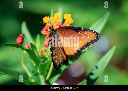Eine Königin Schmetterling (Danaus gilippus) Fütterung auf Schmetterling Unkraut in einem Garten im Hinterhof Stockfoto