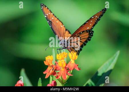 Eine Königin Schmetterling (Danaus gilippus) Fütterung auf Schmetterling Unkraut in einem Garten im Hinterhof Stockfoto