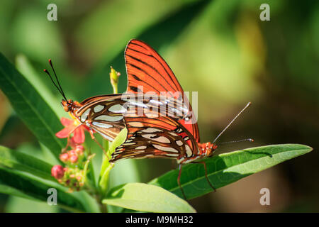 Ein paar Golf Fritillarys Paarung in einem Hinterhof Blumengarten. Stockfoto