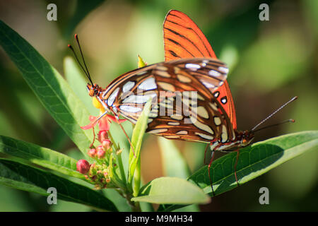 Ein paar Golf Fritillarys Paarung in einem Hinterhof Blumengarten. Stockfoto