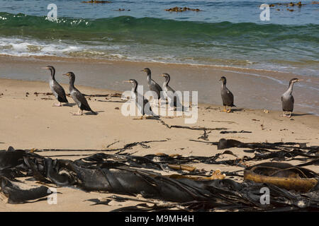 Gruppe von Pied shag am Waipapa Point, die Catlins, Southland, Neuseeland Stockfoto