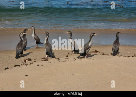 Gruppe von Pied shag am Waipapa Point, die Catlins, Southland, Neuseeland Stockfoto