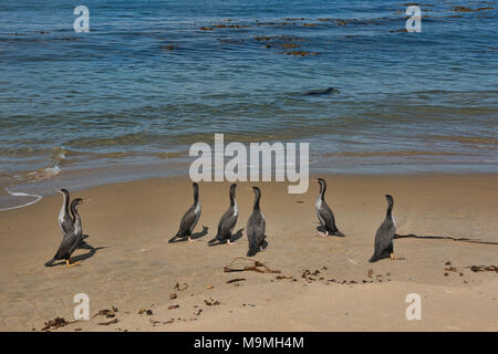 Gruppe von Pied shag beobachten eine Dichtung schwimmen durch am Waipapa Point, Southland, Neuseeland Stockfoto