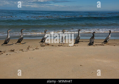 Gruppe von Pied shag am Waipapa Point, die Catlins, Southland, Neuseeland Stockfoto