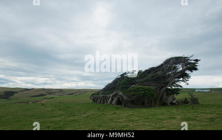 Windgepeitschte Bäume durch das antarktische Winde in den Roaring Forties, Slope Point, Catlins Neuseeland zerschlagen Stockfoto