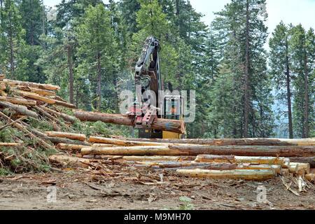 Operator mit Knuckle-Heel Ausleger des Laders mit Warath Erntekopf, Schneiden & trim Ponderosa Pine & Douglas Fir-Logs. Stockfoto