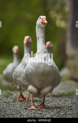 Hausgans. Gruppe vor einem Stall. Bayern, Deutschland. Stockfoto