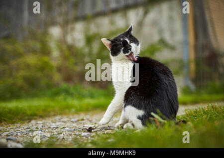 Hauskatze. Schwarz-weiße Erwachsenen auf einem Bauernhof, pflegen sich. Deutschland. Stockfoto