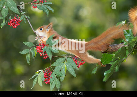 Europäisches Eichhörnchen (Sciurus vulgaris) Stretching für rote Beeren. Deutschland Stockfoto