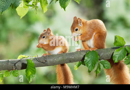 Europäisches Eichhörnchen (Sciurus vulgaris). Mutter und Jungtiere essen Hainbuche Samen. Deutschland Stockfoto