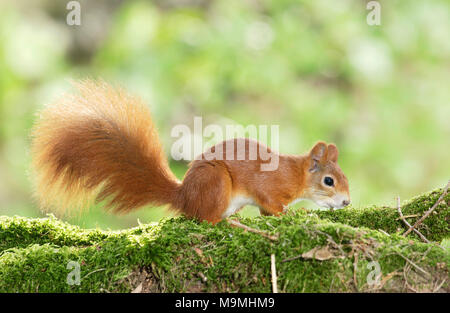 Eichhörnchen (Sciurus vulgaris). Erwachsenen auf einem Bemoosten anmelden. Deutschland Stockfoto