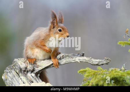 Europäisches Eichhörnchen (Sciurus vulgaris). Erwachsenen auf einem Toten knorrige Zweig. Deutschland Stockfoto