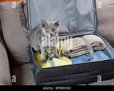 Chartreux Katze. Kätzchen sitzend in einem Koffer. Deutschland Stockfoto