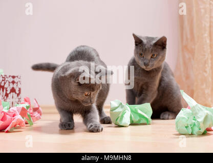 Chartreux Katze. Paar Kätzchen spielen mit einer Schachtel mit Papier gefüllt, feines Spielzeug für Katzen. Deutschland Stockfoto