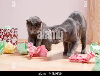 Chartreux Katze. Paar Kätzchen spielen mit einer Schachtel mit Papier gefüllt, feines Spielzeug für Katzen. Deutschland Stockfoto