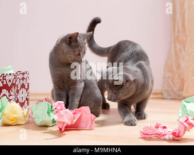 Chartreux Katze. Paar Kätzchen spielen mit einer Schachtel mit Papier gefüllt, feines Spielzeug für Katzen. Deutschland Stockfoto
