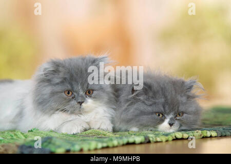 Persian Cat. Zwei Kätzchen, liegend auf einem Teppich. Deutschland. Stockfoto