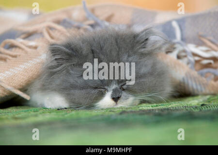 Persian Cat. Kätzchen schlafen auf einem Teppich, mit einer Decke zugedeckt. Deutschland. Stockfoto