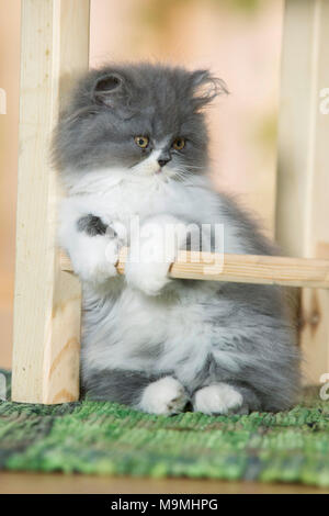 Persian Cat. Kätzchen sitzen unter einem Stuhl. Deutschland. Stockfoto