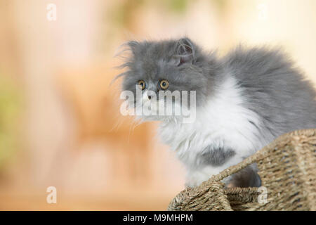 Persian Cat. Kätzchen saß auf einem Korb. Deutschland. Stockfoto