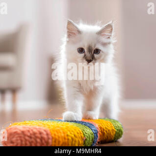 Heilige Birma. Kätzchen, stehend auf einem Kratzer Spielzeug. Deutschland. Stockfoto