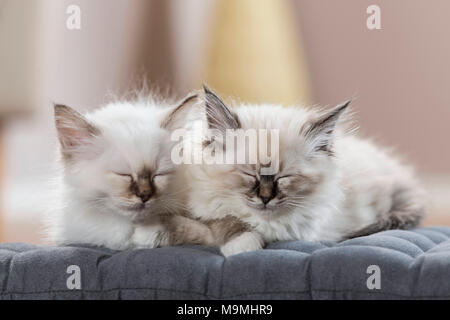 Heilige Birma Katze. Zwei Kätzchen schlafen auf einem Kissen. Deutschland Stockfoto