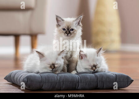 Heilige Birma Katze. Drei Kätzchen auf einem Kissen, zwei von Ihnen dort schlafen. Deutschland Stockfoto