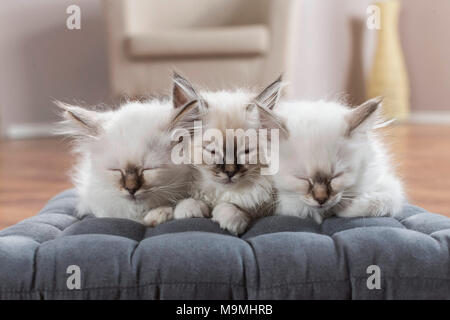 Heilige Birma Katze. Drei Kätzchen schlafen auf einem Kissen. Deutschland Stockfoto