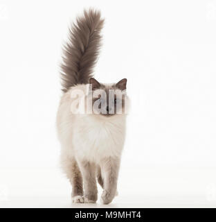 Heilige Birma Katze. Nach wandern. Studio Bild vor einem weißen Hintergrund. Deutschland Stockfoto