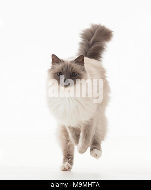 Heilige Birma Katze. Nach läuft. Studio Bild vor einem weißen Hintergrund. Deutschland Stockfoto