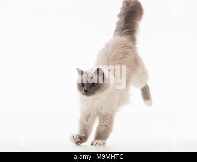 Heilige Birma Katze. Nach springen. Studio Bild vor einem weißen Hintergrund. Deutschland Stockfoto