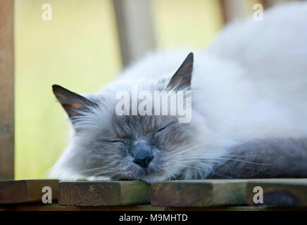 Heilige Birma Katze. Alte Katze schlafend auf einem Stuhl. Deutschland Stockfoto