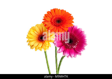 Drei verschiedene farbige Gerbera hybrida Gänseblümchen auf einem weißen Hintergrund. Stockfoto