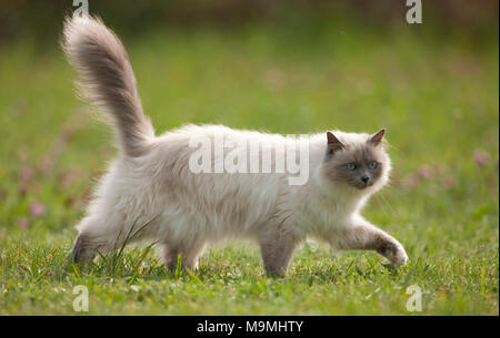 Heilige Birma Katze. Erwachsene Katze zu Fuß auf einer Wiese, gesehen - auf. Deutschland Stockfoto