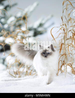 Heilige Birma Katze. Erwachsene Katze Wandern im Schnee. Deutschland Stockfoto