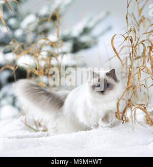 Heilige Birma Katze. Erwachsene Katze Wandern im Schnee. Deutschland Stockfoto