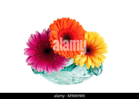 Drei verschiedene farbige Gerbera hybrida Gänseblümchen in einer Vase auf einem weißen Hintergrund. Stockfoto