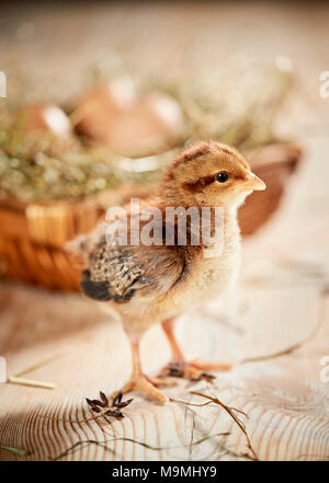 Welsummer Hühner. Huhn stehend auf Holz, vor Nest mit Eiern. Deutschland Stockfoto