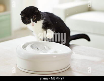 Hauskatze. Erwachsene Katze spielen mit Wasser in einem zimmerbrunnen. Deutschland Stockfoto