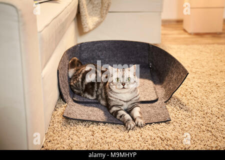 Britisch Kurzhaar Katze. Tabby Erwachsener in einem geöffneten pet Bett lag, aus Filz. Deutschland Stockfoto