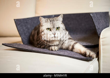 Britisch Kurzhaar Katze. Tabby Erwachsener in einem geöffneten pet Bett lag, aus Filz. Deutschland Stockfoto