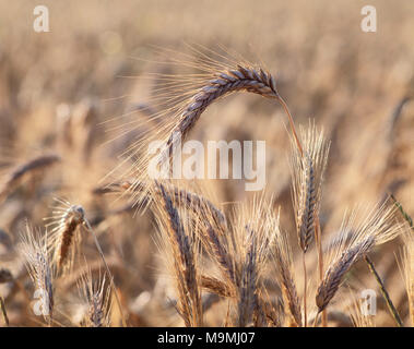 Weizen (Triticum aestivum). Reife Weizenähren in einem Feld. Deutschland Stockfoto