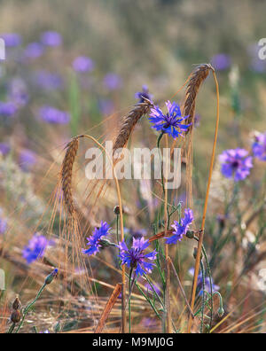 Kornblume (Centaurea cyanus) Blühende in reife Gerste. Deutschland. Stockfoto