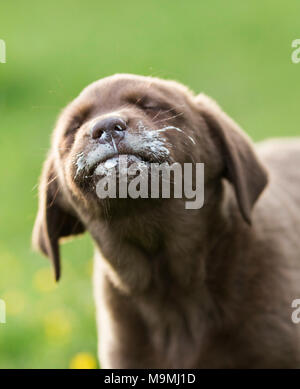 Brauner Labrador Retriever. Welpe mit Quark um seinen Mund. Deutschland Stockfoto
