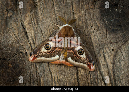 Kaiser Motte (Saturnia pavonia). Männliche auf Holz. Deutschland Stockfoto